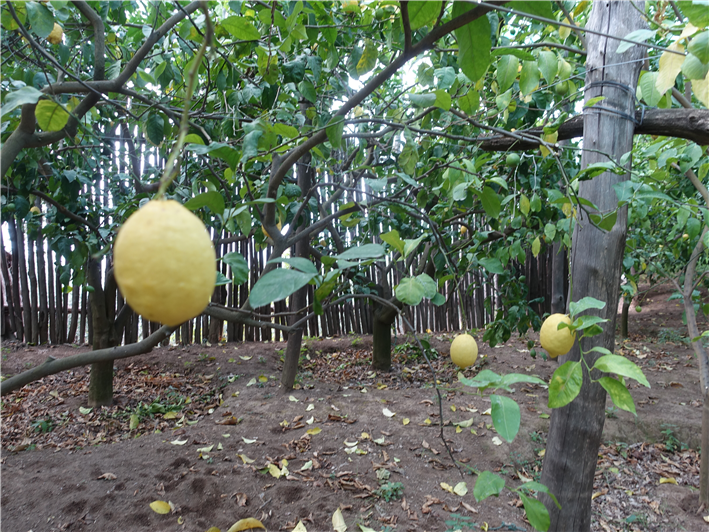 Amalfi lemons growing on family farm